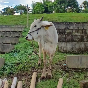 Dispersal of Ruminants 