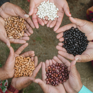  Support for the Establishment of Local Seed Centers of Seed Centers